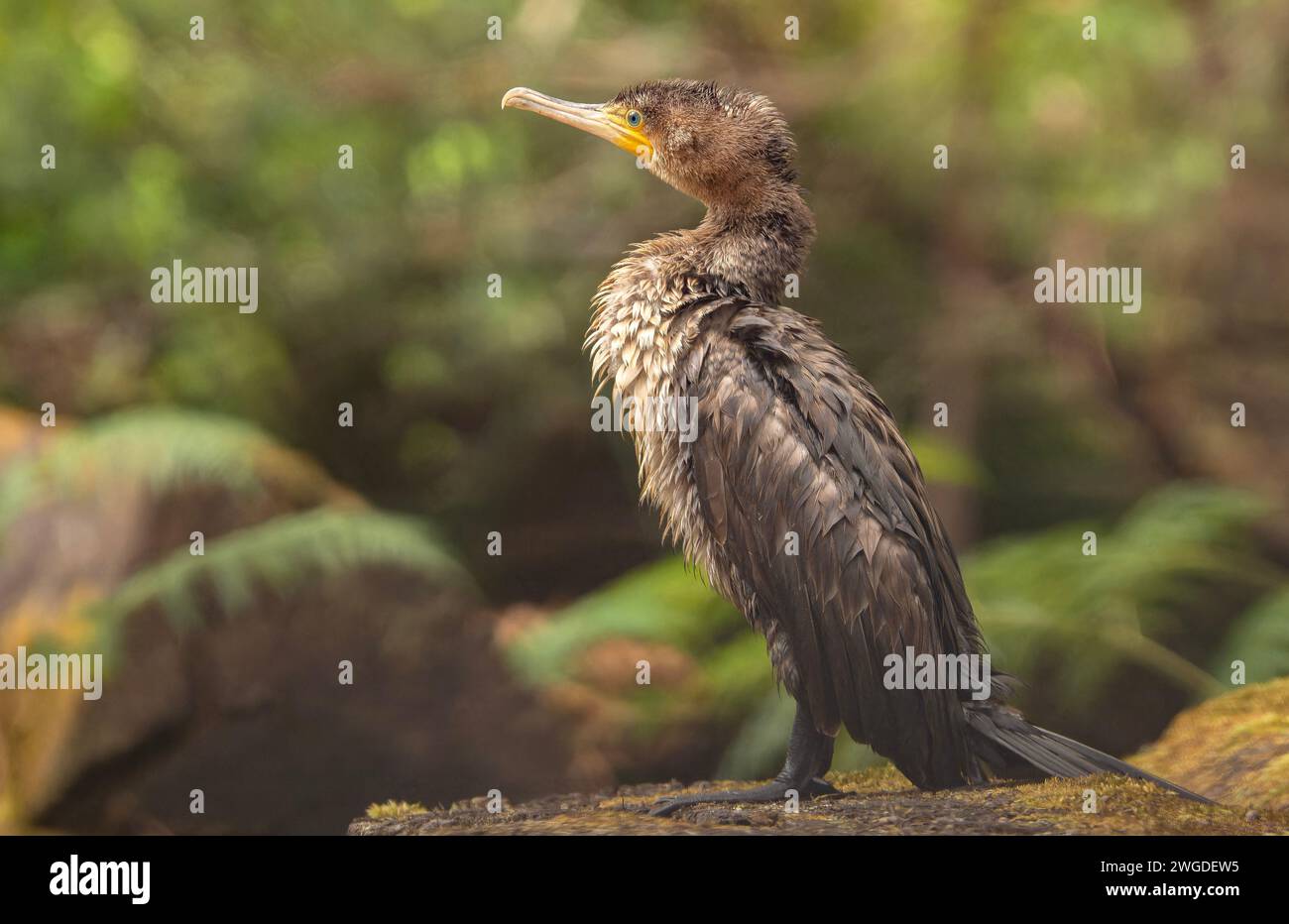 Juveniler gemeiner Kormoran, Phalacrocorax carbo, trocknet sich nach der Fütterung. Tasmanien. Stockfoto