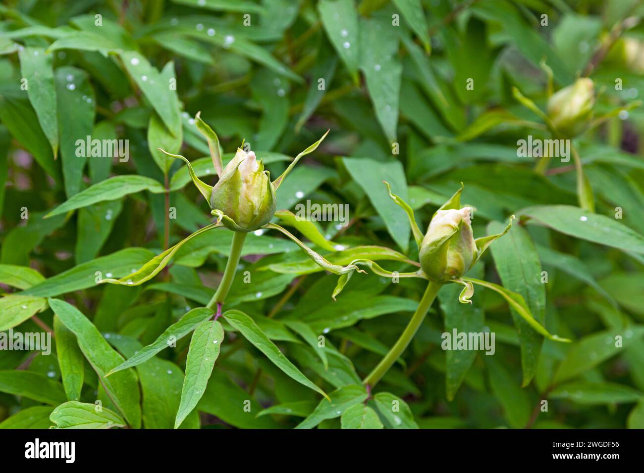 Nahaufnahme der Blüten einer Paeonia ostii, eines harten Strauches aus der Pfingstrosenfamilie Paeoniaceae. Es ist in den Gansu, Anhui, Shaanxi und Henan pro zu finden Stockfoto