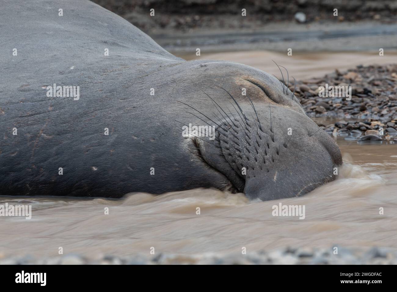 Ein nördlicher Elefantenrobbe (Mirounga angustirostris), der in einem fließenden Bach am Strand in Kalifornien, USA, liegt. Stockfoto