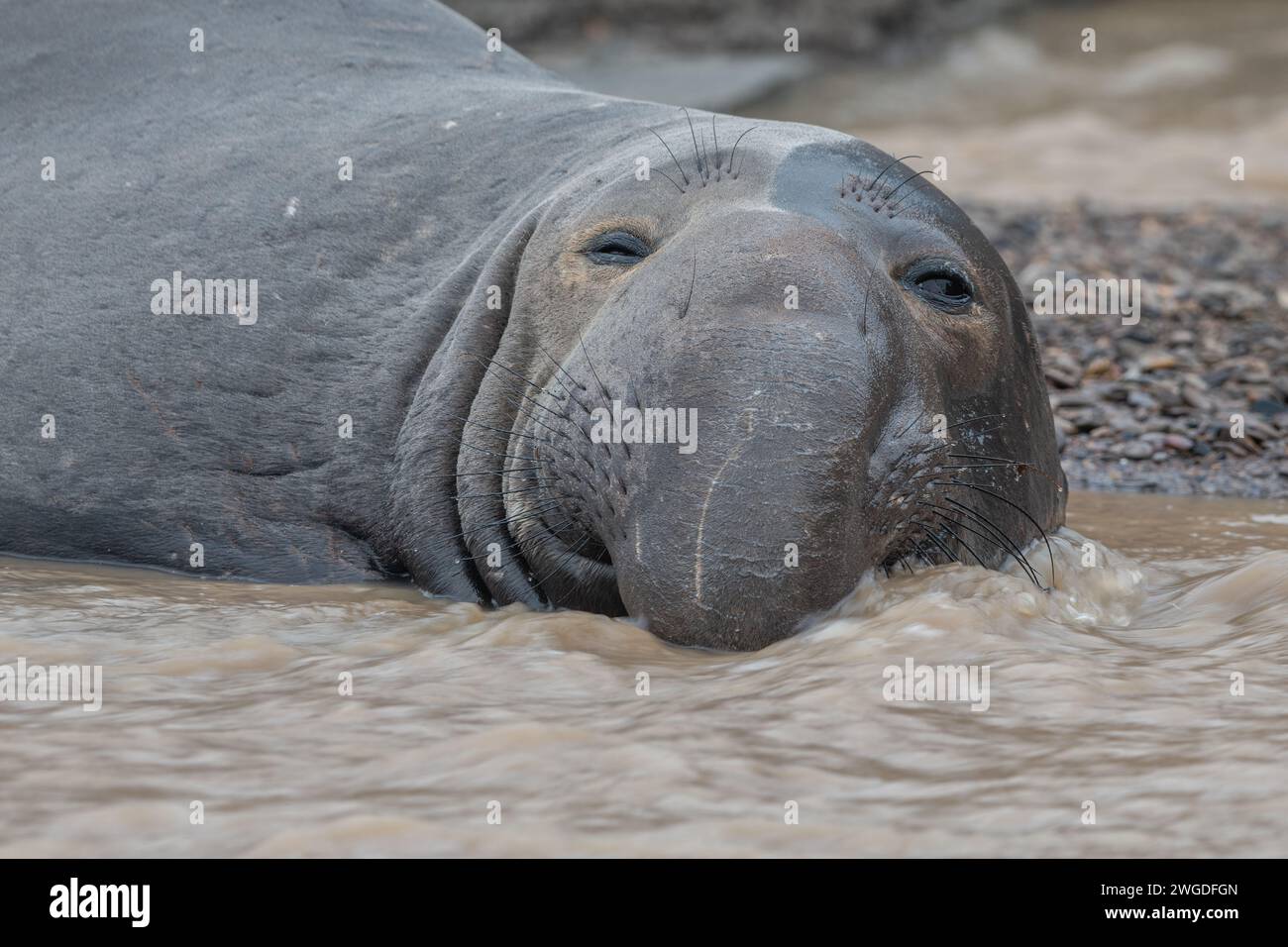 Ein nördlicher Elefantenrobbe (Mirounga angustirostris), der in einem fließenden Bach am Strand in Kalifornien, USA, liegt. Stockfoto