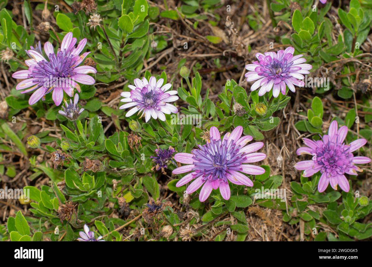 Cape Daisy, Osteospermum ecklonis, aus Südafrika, in Australien eingebürgert. Stockfoto