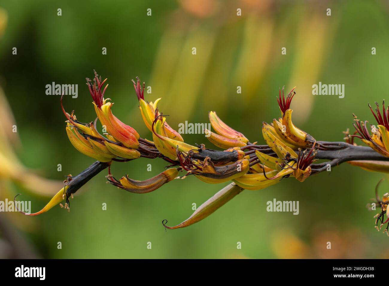 Neuseeland-Flachs, Phormium tenax, in Blüte und Frucht. Im Garten. Aus Neuseeland. Stockfoto