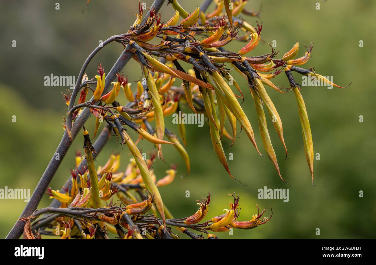 Neuseeland-Flachs, Phormium tenax, in Blüte und Frucht. Im Garten. Aus Neuseeland. Stockfoto