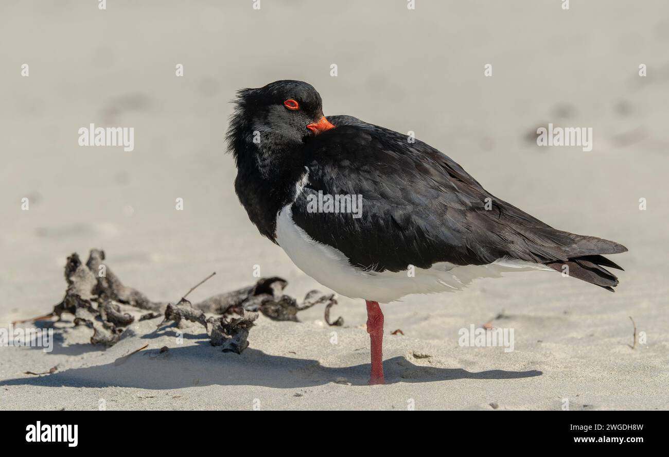 Rattenfischer, Haematopus longirostris, auf Sandstrand, Tasmanien. Stockfoto