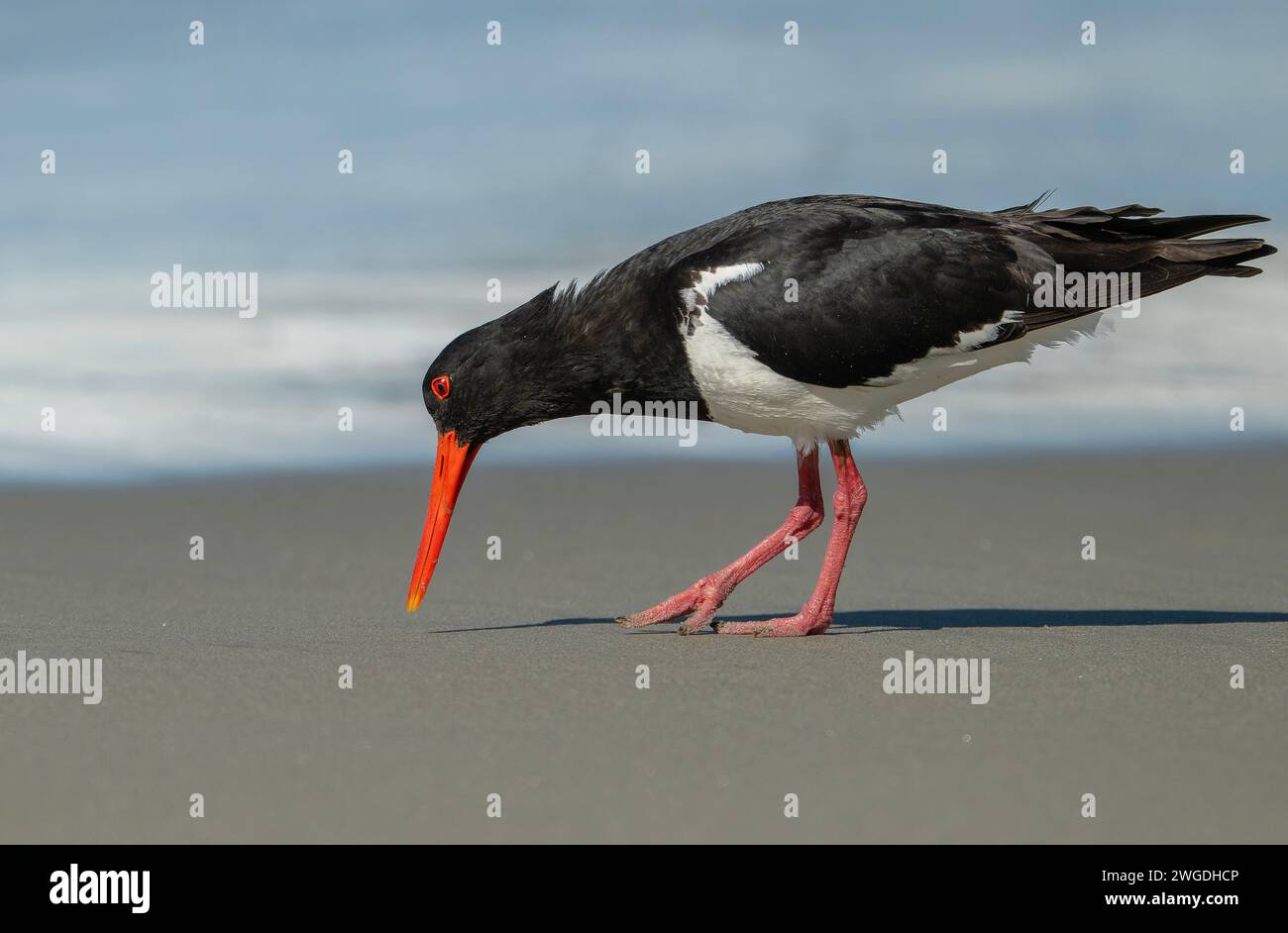 Rattenfänger, Haematopus longirostris, ernährt sich entlang der Sandküste Tasmaniens. Stockfoto