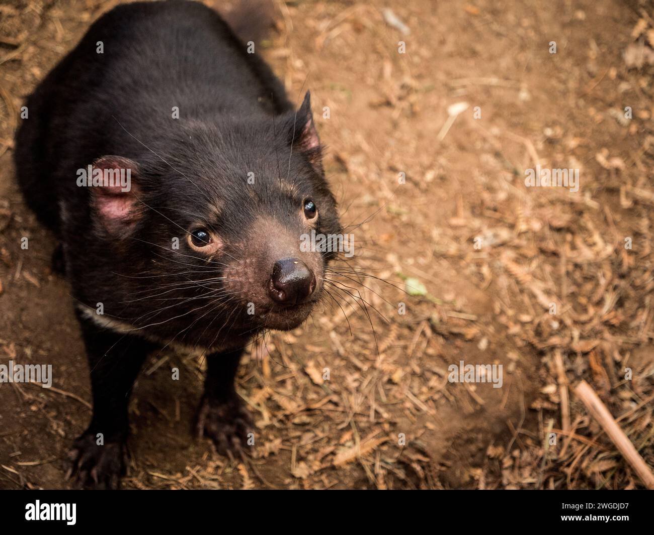 Der neugierige tasmanische Teufel Stockfoto