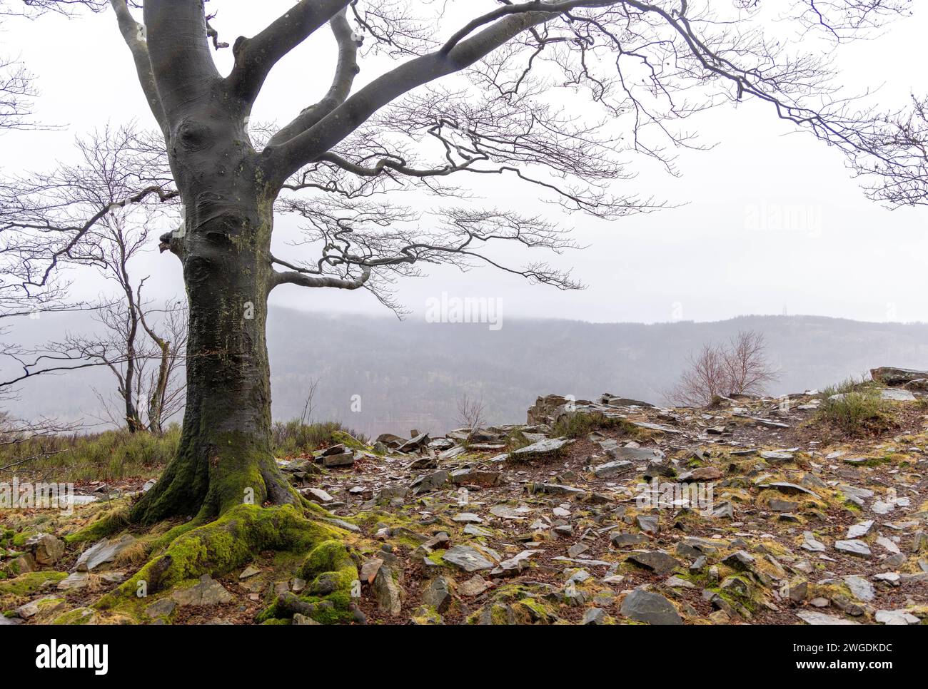 Trübes Februarwetter in Hessen bei Regen und Nebel ist es trüb im Wald im Naturschutzgebiet Altkönig., Oberursel Hessen Deutschland *** Bewölktes Februarwetter in Hessen Regen und Nebel im Wald im Naturpark Altkönig, Oberursel Hessen Deutschland Stockfoto