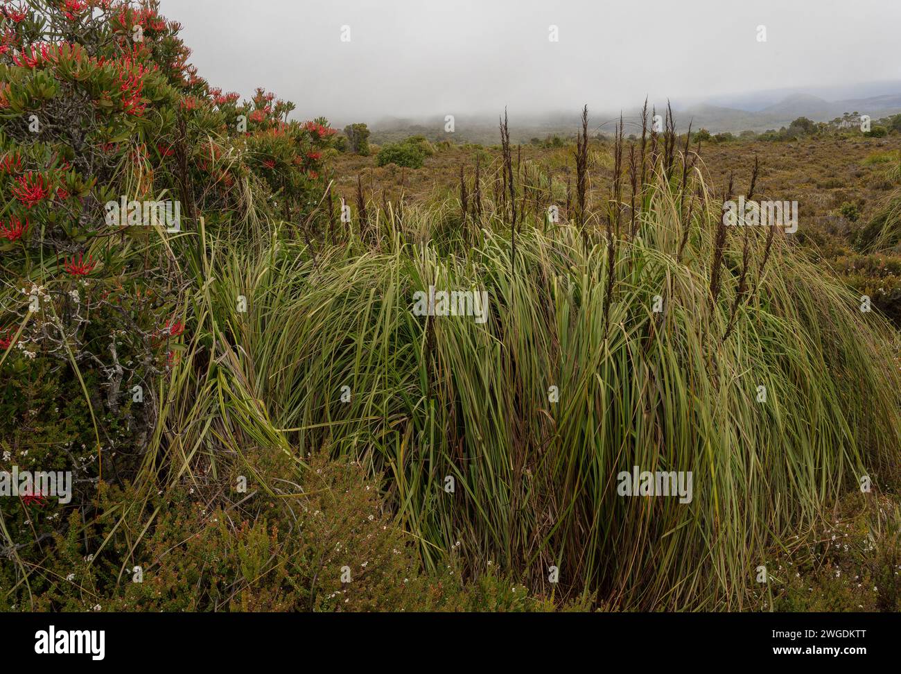 Gras schneiden, Gahnia grandis, in Blüte auf dem Hartz Peak im Hochland der Hartz Mountains, Tasmanien. Stockfoto