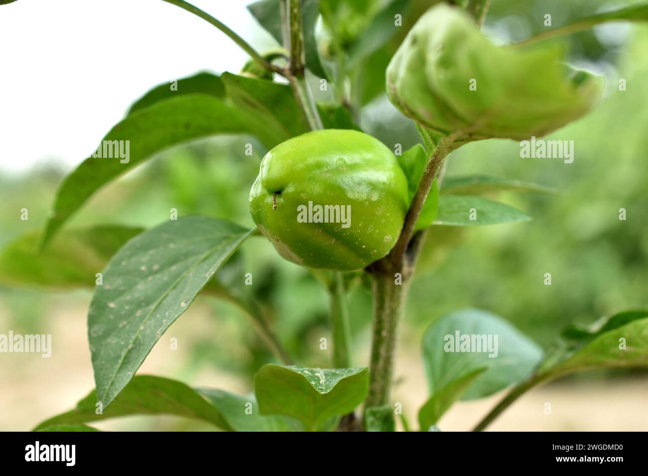 Blick auf einen süßen Paprika-Busch, der in einem Garten mit grünen, unreifen Früchten wächst. Stockfoto