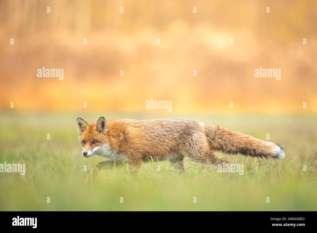 Fuchs Vulpes vulpes in Herbstlandschaft, Polen Europa, Tierwanderungen zwischen Herbstwiesen Stockfoto