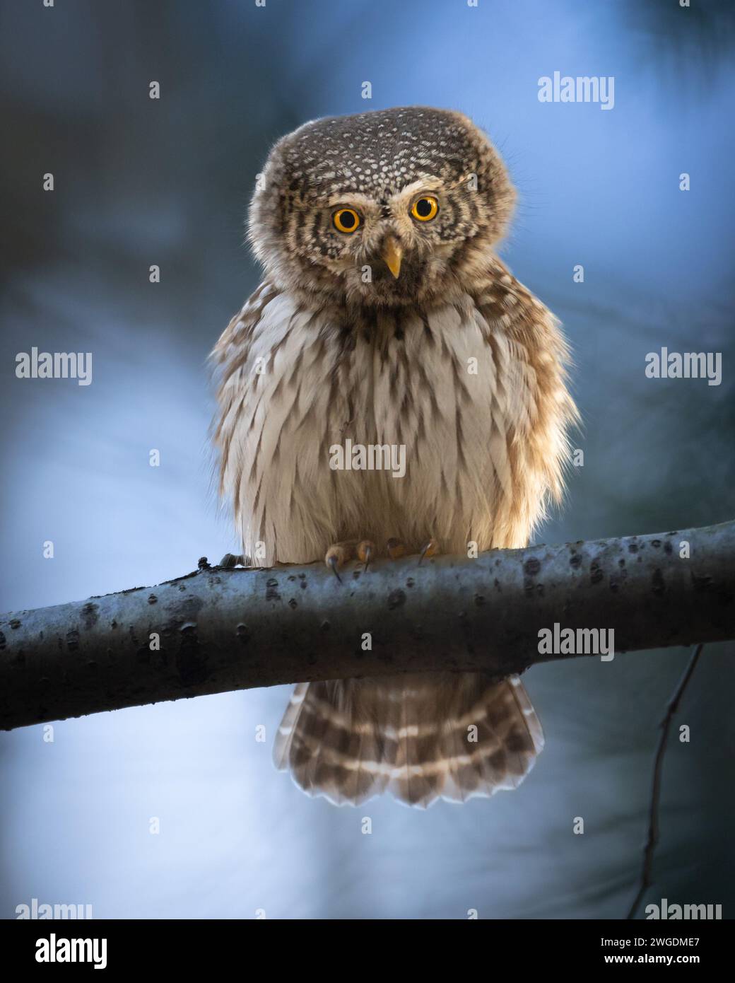 Zwergkauz Glaucidium passerinum kleiner Eule natürlicher dunkler Wald nördlich von Polen Europa Stockfoto