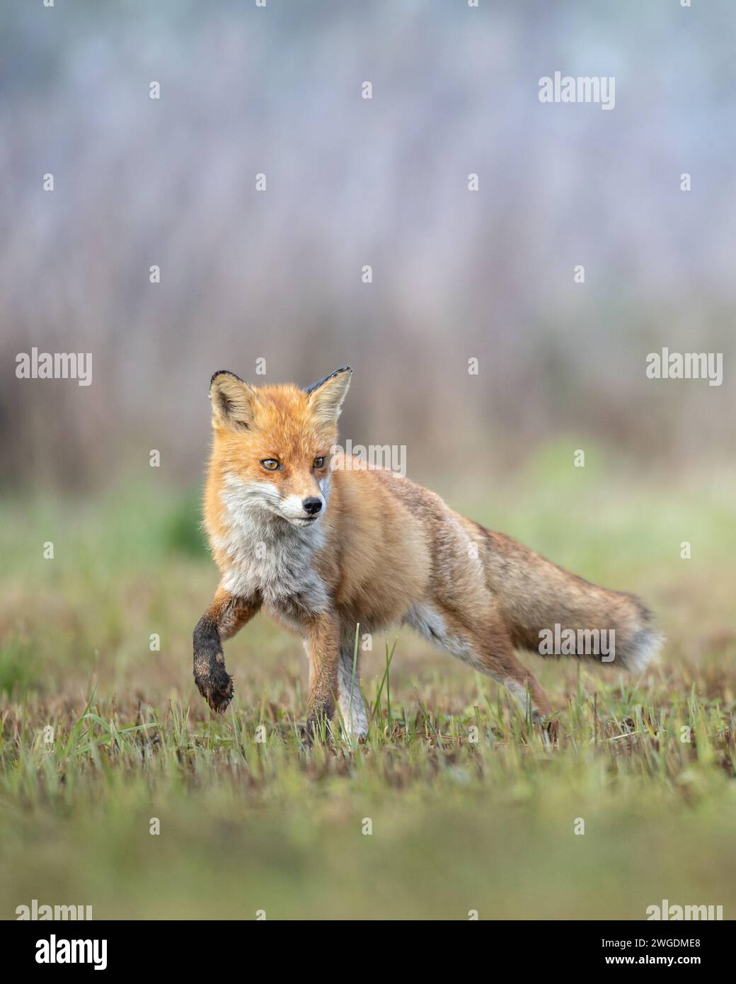 Fuchs Vulpes vulpes in Herbstlandschaft, Polen Europa, Tierwanderungen zwischen Herbstwiesen Stockfoto