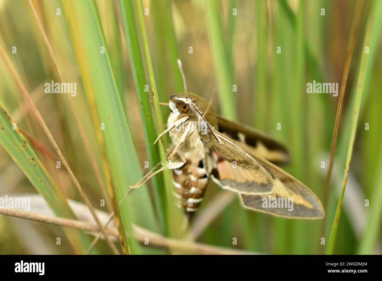 Die Nachtmotte, die Bettstroh-Falkenmotte, versteckt sich tagsüber im dichten Gras. Stockfoto