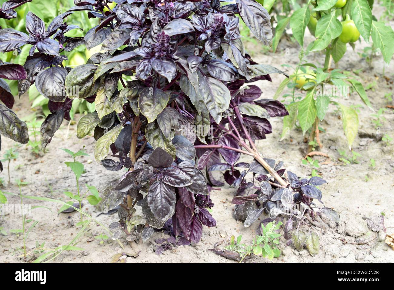 Ein Basilikumstrauch mit violetten Blättern wächst in einem Gemüsegarten. Stockfoto