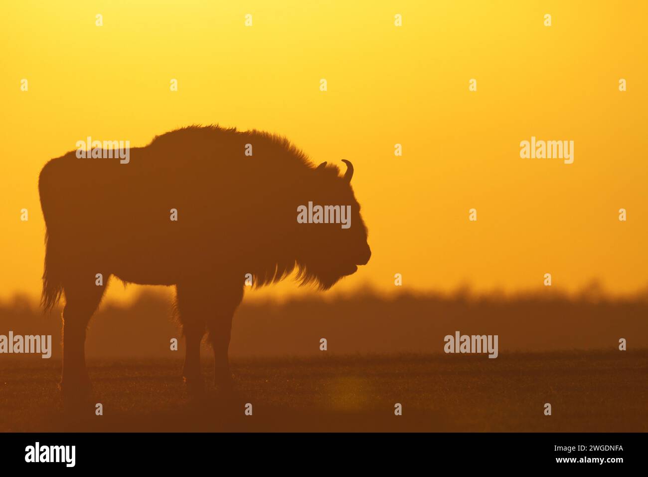 Säugetiere - wilde Natur Europäischer Bison Bison bonasus Wisent Herde auf dem winterlichen schneebedeckten Feld Nordostpolens, Europa Knyszynska Fore Stockfoto