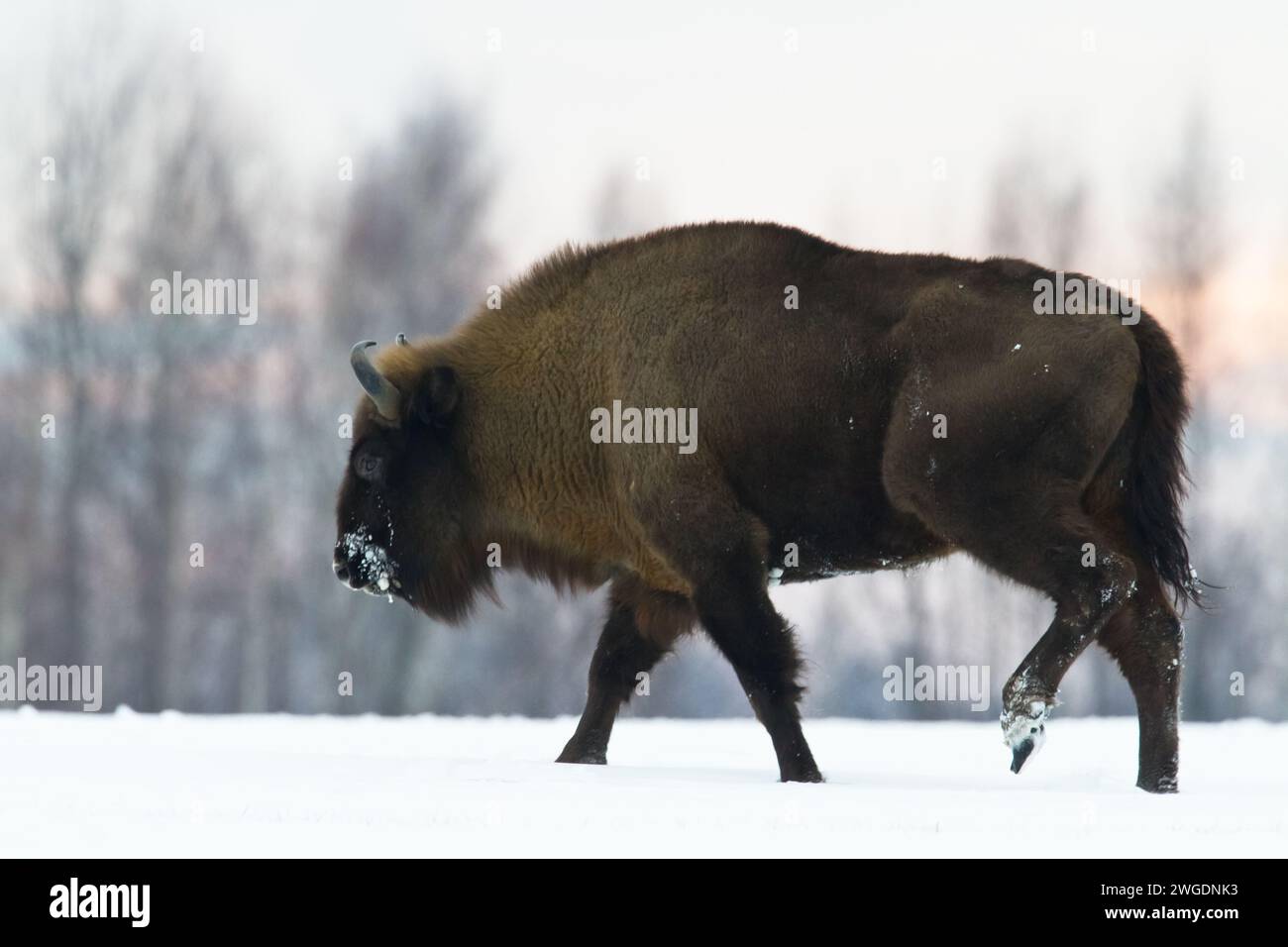 Säugetiere - wilde Natur Europäischer Bison Bison bonasus Wisent Herde auf dem winterlichen schneebedeckten Feld Nordostpolens, Europa Knyszynska Fore Stockfoto