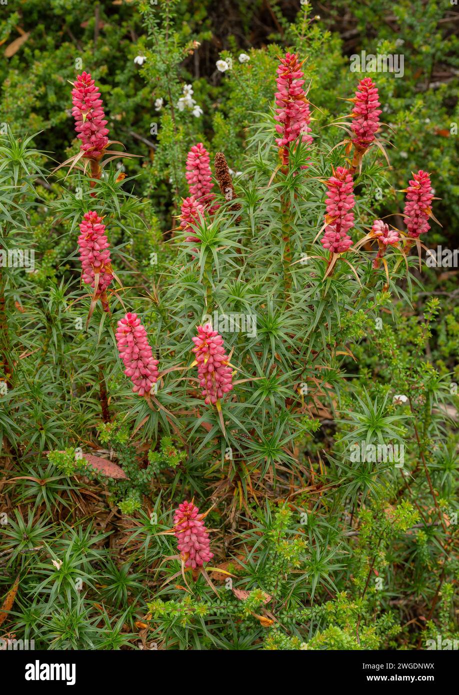 Honigbusch, Richea scoparia, blühend auf dem Hartz Peak im Hochland der Hartz Mountains, Tasmanien. Stockfoto