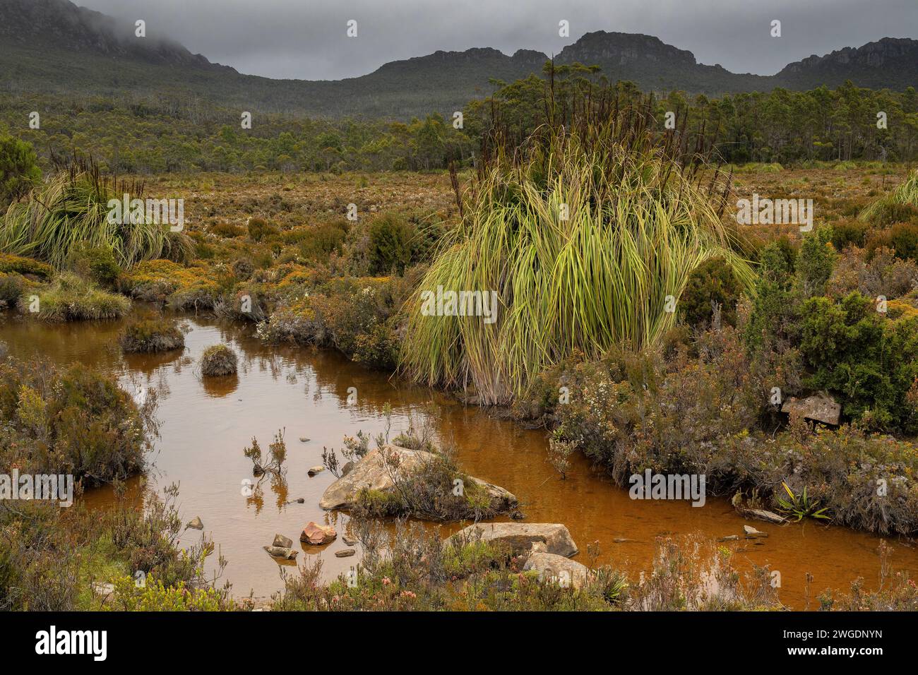 Moore und Bäche am unteren Hang des Hartz Peaks, mit Cutting Grass, Gahnia grandis und vielen anderen Arten; Hartz Mountains Nationalpark, Tasmanien. Stockfoto