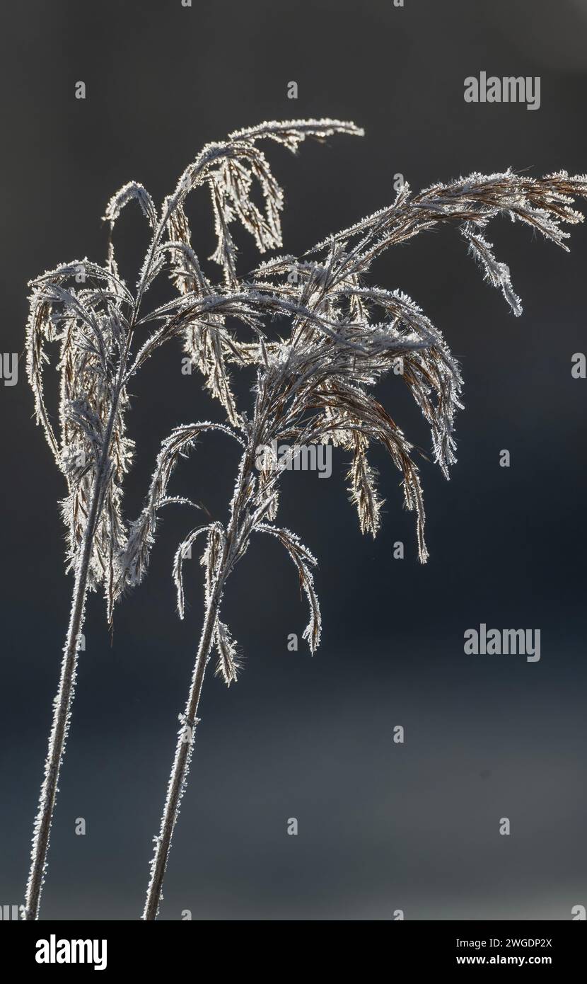 Gewöhnliches Schilf, Phragmites communis, Samenköpfe an einem frostigen Morgen, Somerset. Stockfoto