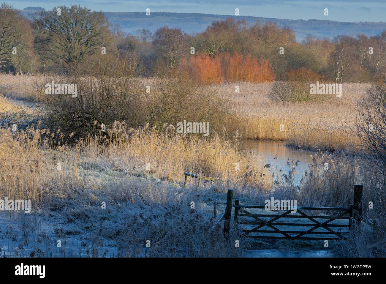Frostiger Morgen mit Schilfbeeten und offenem Wasser, bei Ham Wall, RSPB Reserve auf den Somerset Levels, Stockfoto