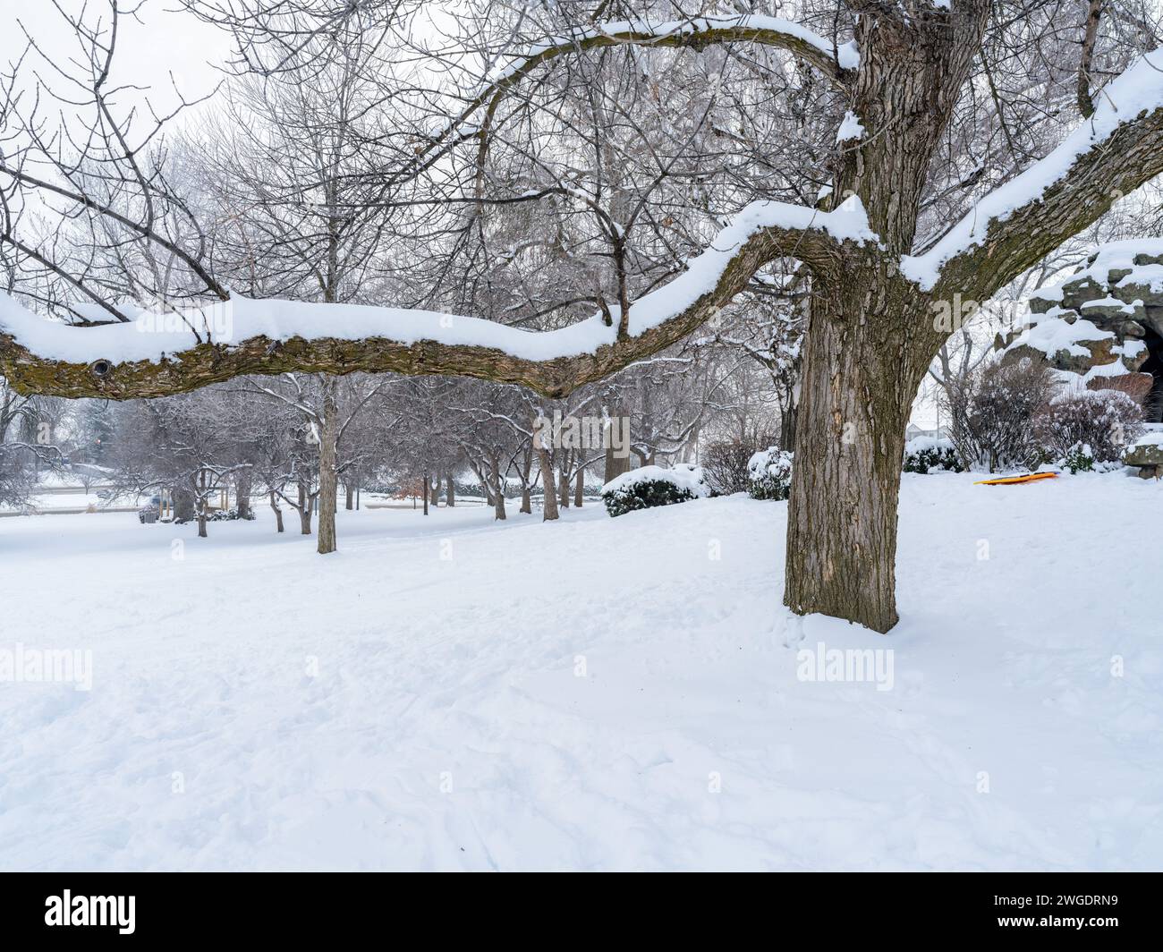 Schnee auf dem Boden und ein alter Baum in einem öffentlichen Park Stockfoto