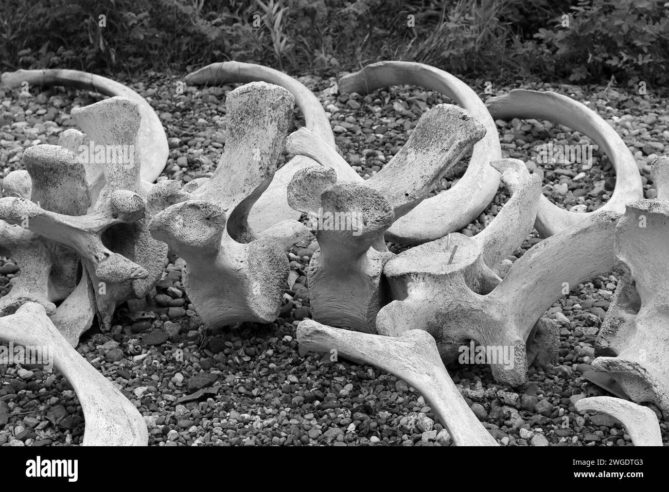 Walskelett im Alaska Native Heritage Center Stockfoto