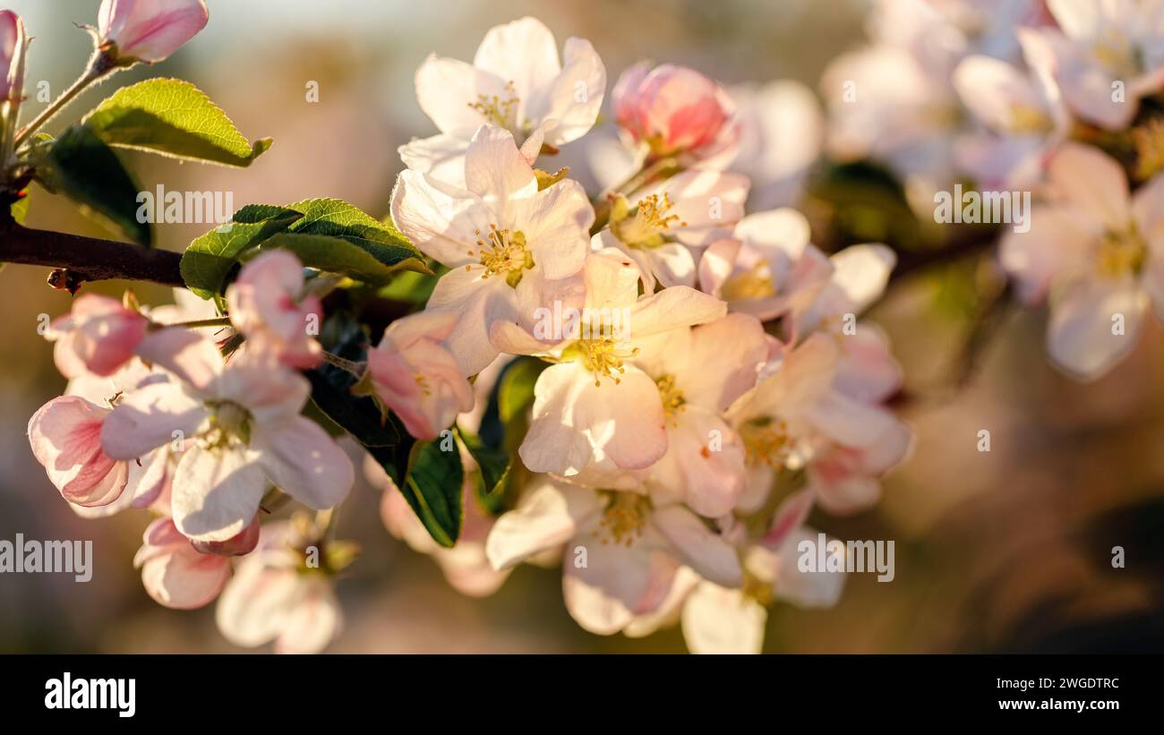 Apfelblüten beleuchtet von der goldenen Abendsonne. Stockfoto