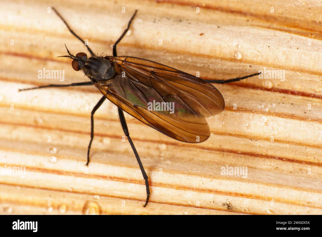 Gattung Rhamphomyia Tanz Fliege Familie Empididae wilde Natur Insekten Tapete, Bild, Insekten Stockfoto