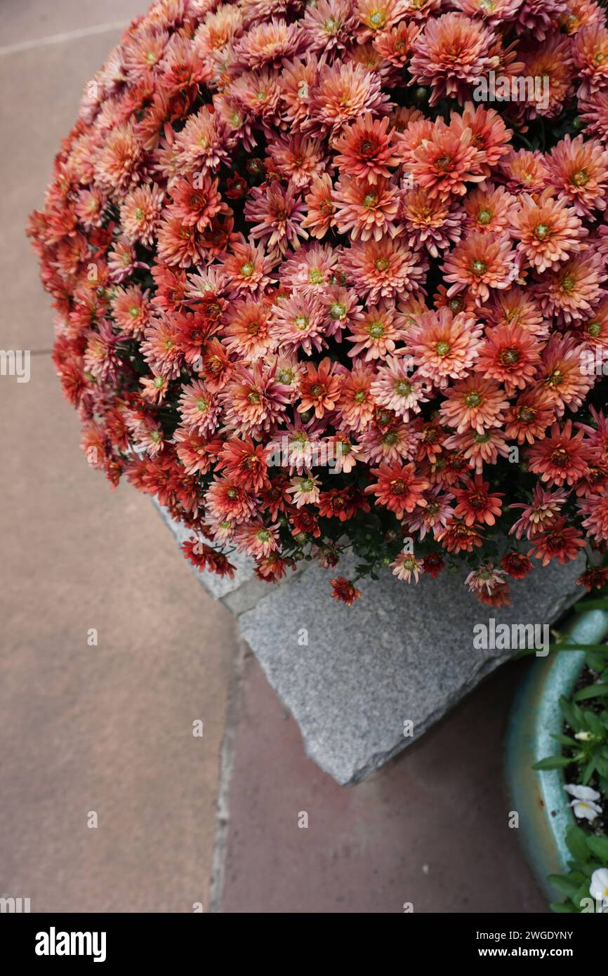 Herbstpracht in einem üppigen, bernsteinfarbenen Chrysanthemen-Display auf einem Bürgersteig der Stadt Stockfoto