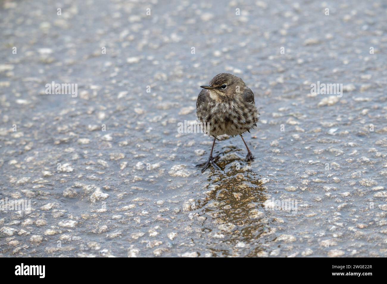 Einsame, einfüßige Rock Pipit, die im Nieselregen eines Winters in Nord-Cornwall auf der Suche nach Essen ist. Stockfoto