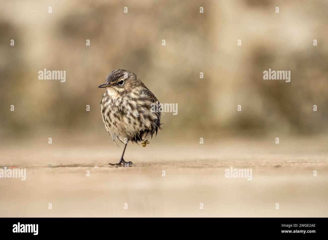 Einsame, einfüßige Rock Pipit, die im Nieselregen eines Winters in Nord-Cornwall auf der Suche nach Essen ist. Stockfoto