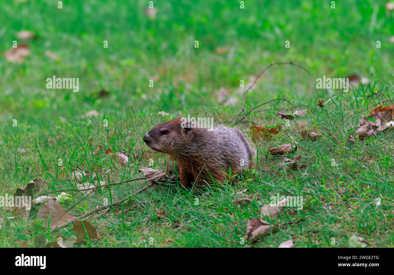 Ein Murmeltier im grünen Gras eines Hofes oder Feldes Stockfoto