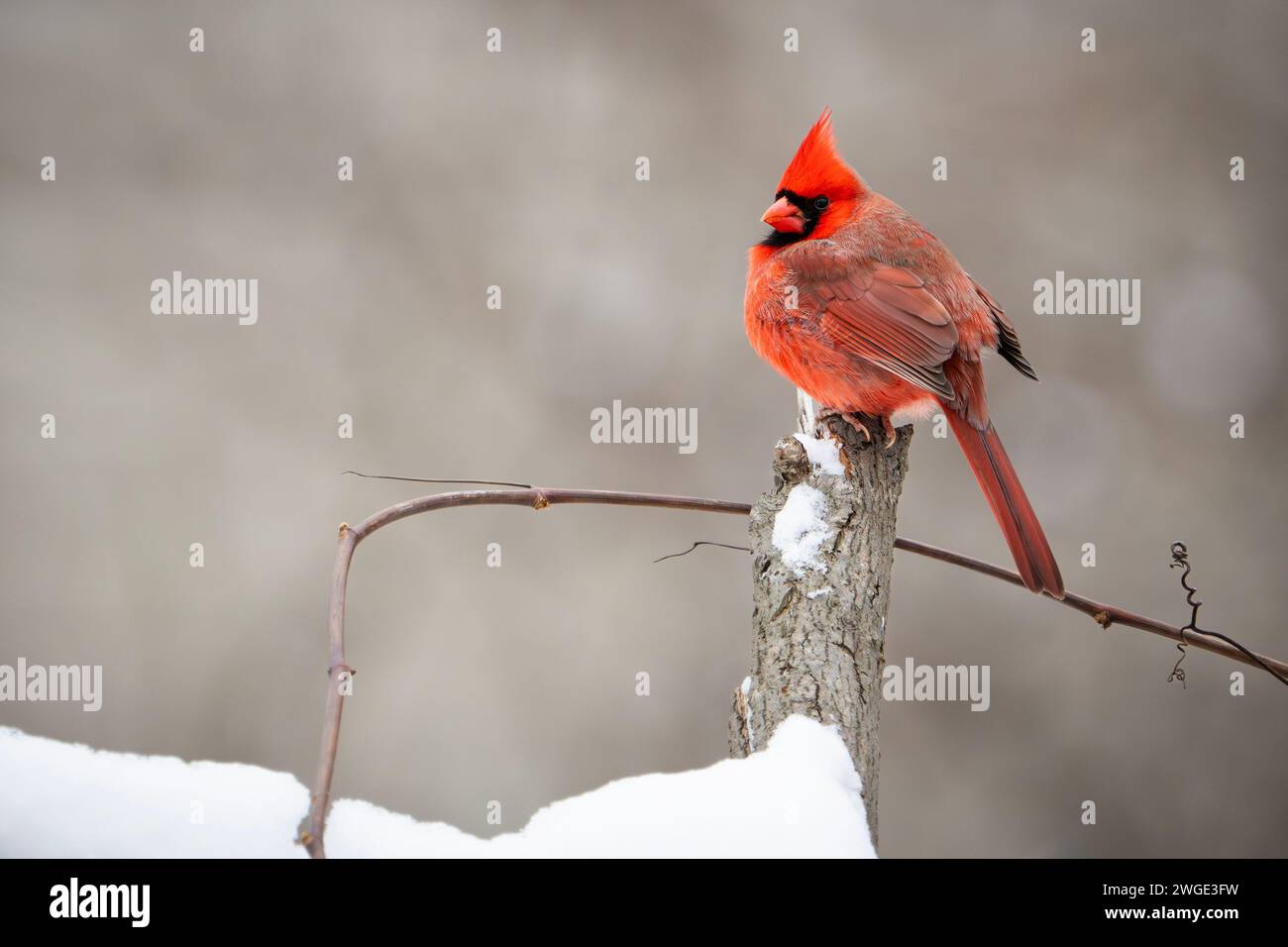 Nordkardinal ruht im Winter auf einem Barsch. Stockfoto
