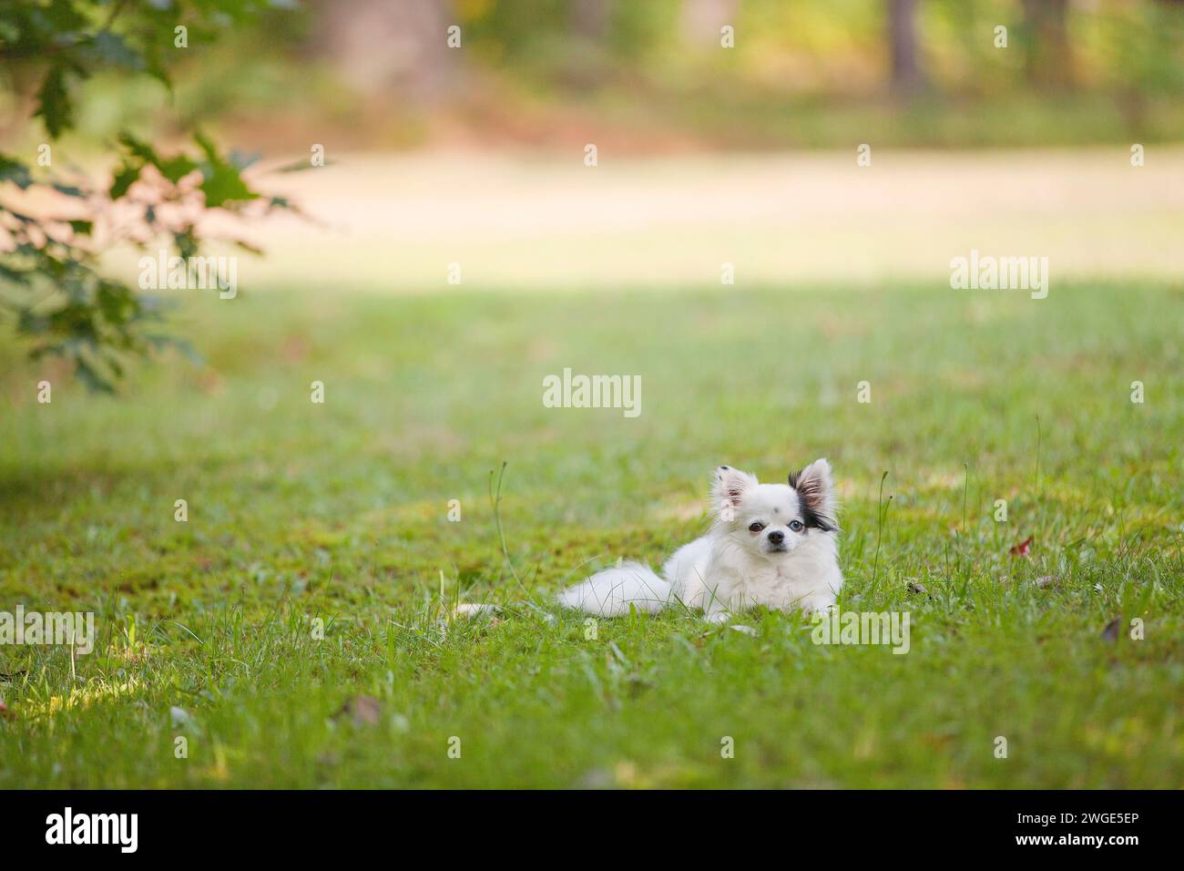 Langhaarige weiße und schwarze Teetasse chihuahua mit einem braunen Auge und einem blauen Auge draußen auf dem Gras im Sommer Stockfoto