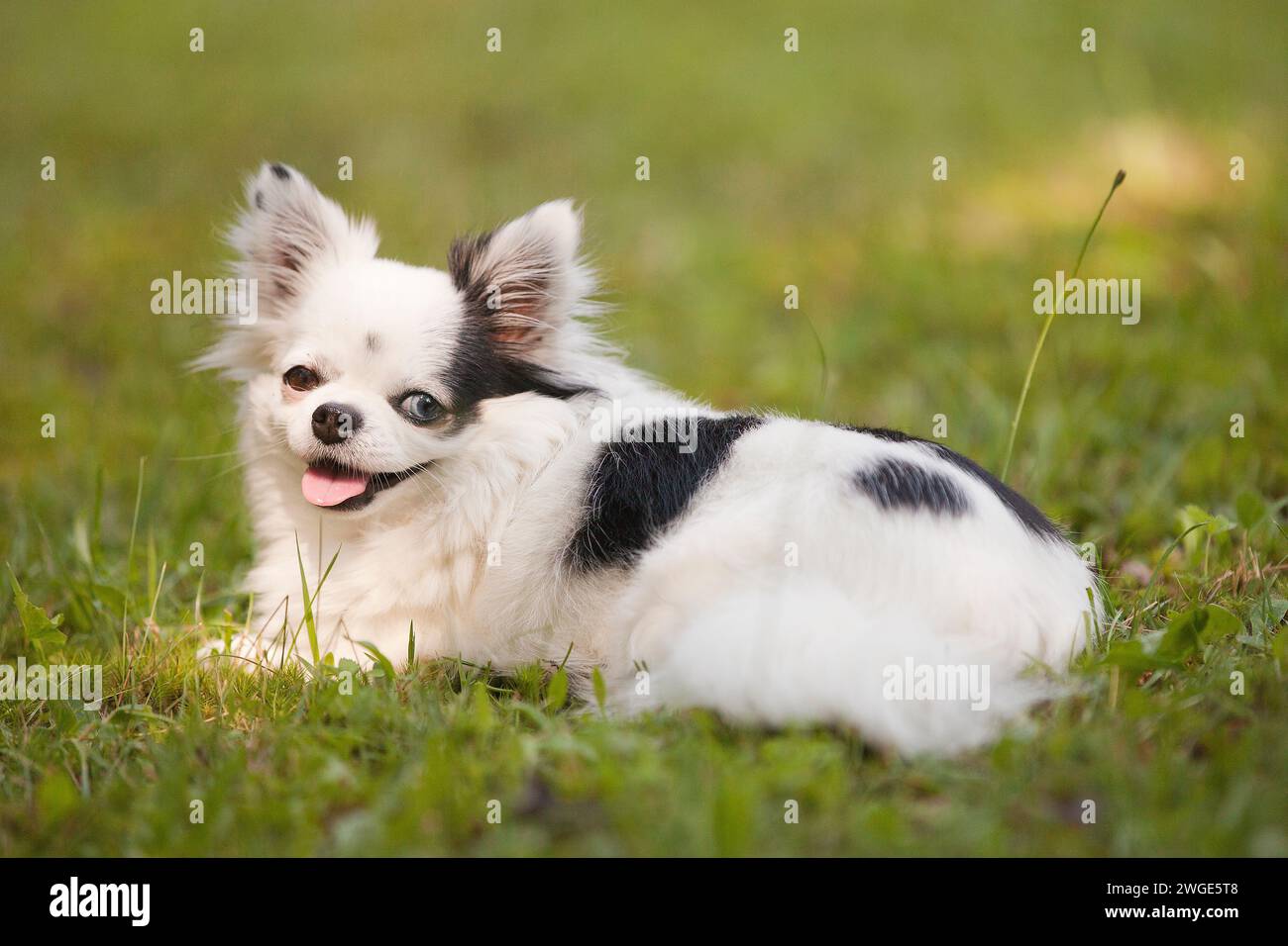 Langhaarige weiße und schwarze Teetasse chihuahua mit einem braunen Auge und einem blauen Auge draußen auf dem Gras im Sommer Stockfoto