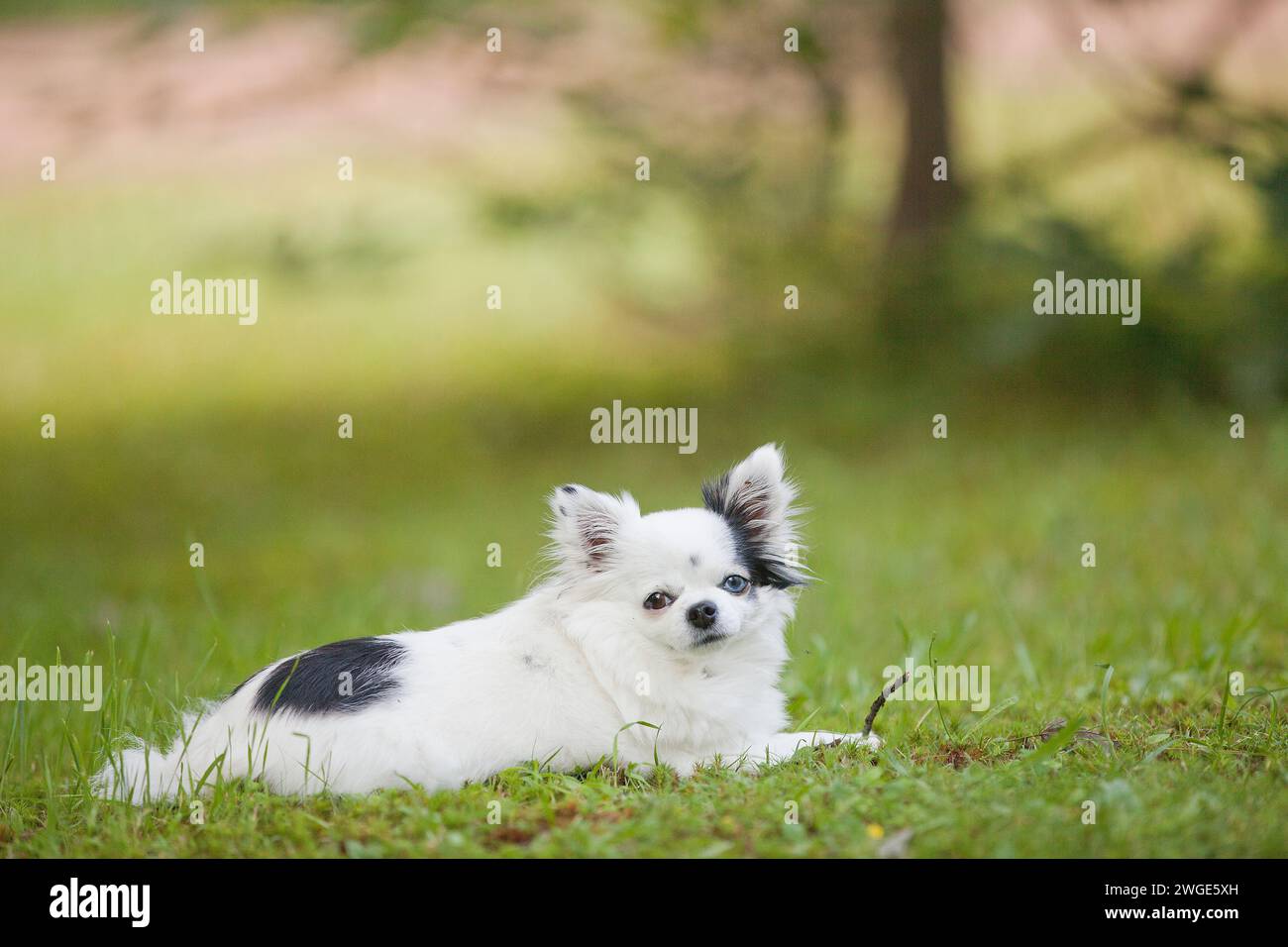 Langhaarige weiße und schwarze Teetasse chihuahua mit einem braunen Auge und einem blauen Auge draußen auf dem Gras im Sommer Stockfoto