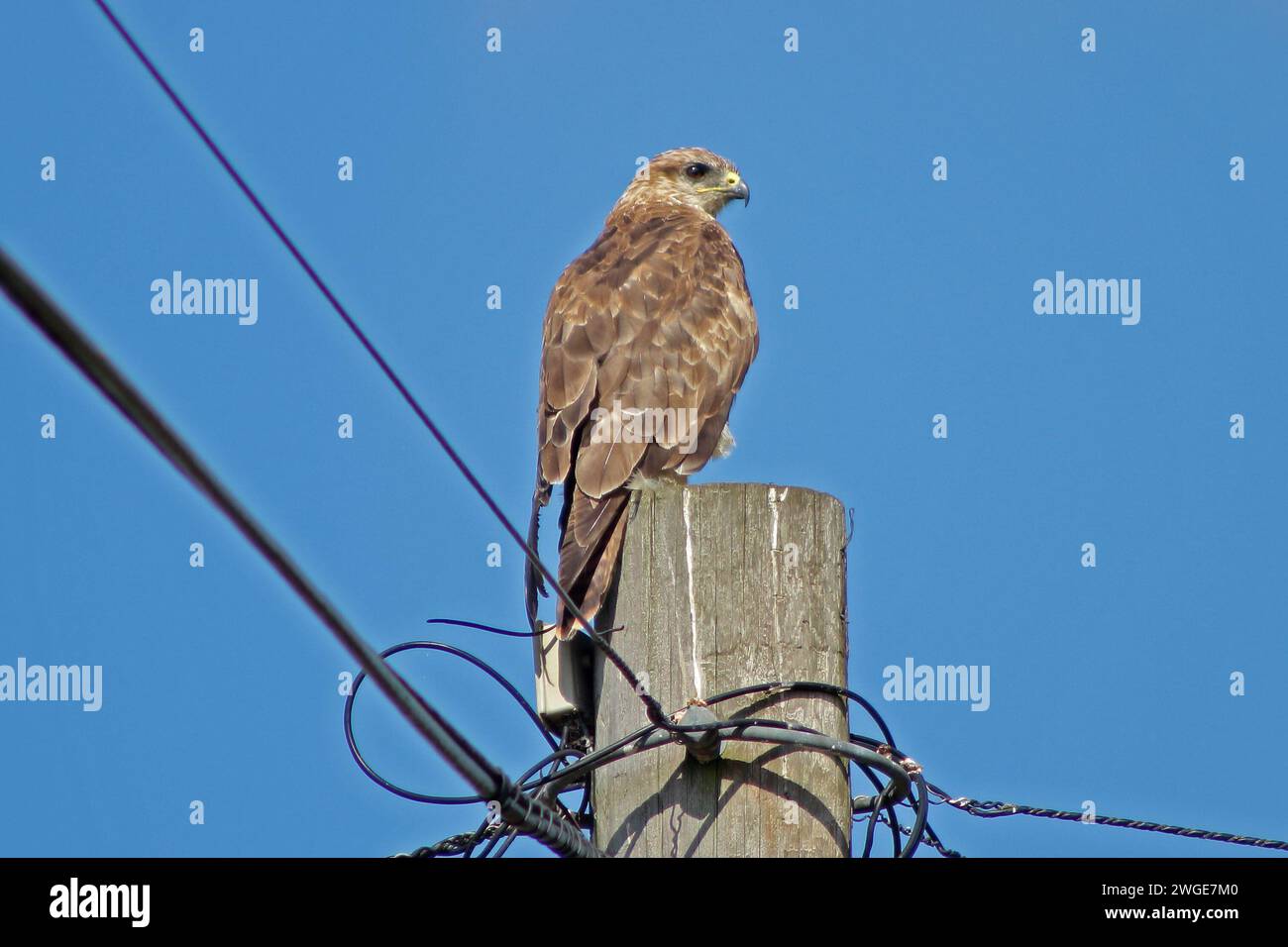 Gemeiner Bussard auf einem Telegrafenmast Stockfoto