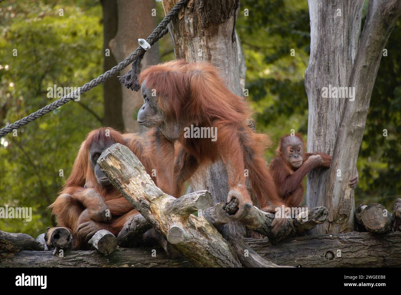 Familie von Sumatra-Orang-Utan auf Baumstamm im Zoo. Kritisch gefährdeter Pongo Abelii im Zoologischen Garten. Stockfoto