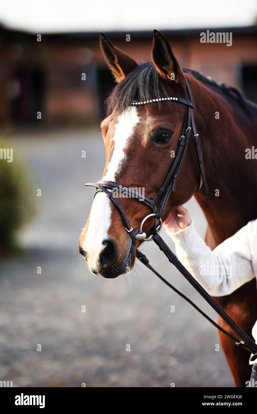 Pferdebraun mit Blässe, Kopfporträts von vorne, das Pferd wurde vom Reiter unter den Hals gekratzt. Stockfoto