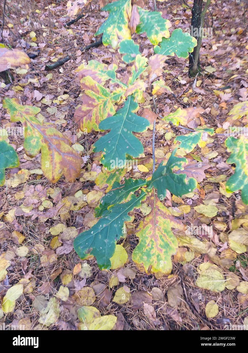 Junge Eiche im Herbstwald Stockfoto