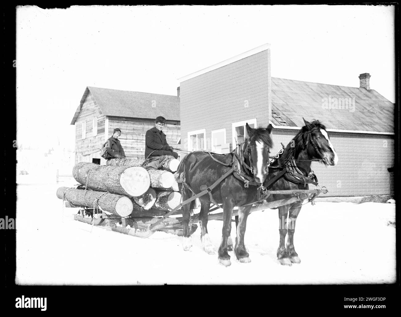Mann transportiert Holz mit Pferdeschlitten im Schnee, Rainy River District, Ontario um die 1900er Jahre Stockfoto