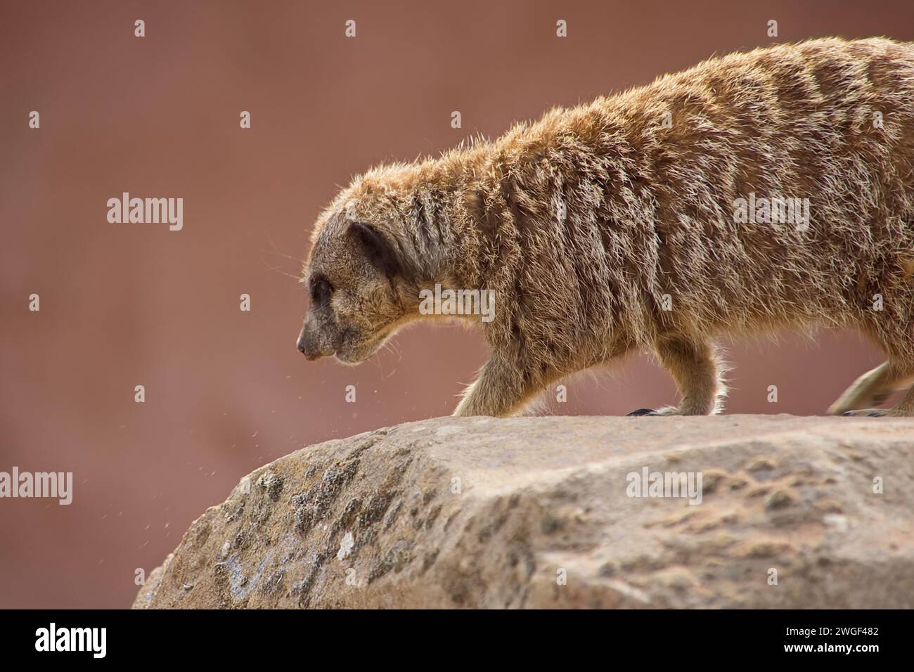 Erwachsener Erdmännchen wirbelt Staub auf einem Felsen auf, während er nach Nahrung sucht. Stockfoto