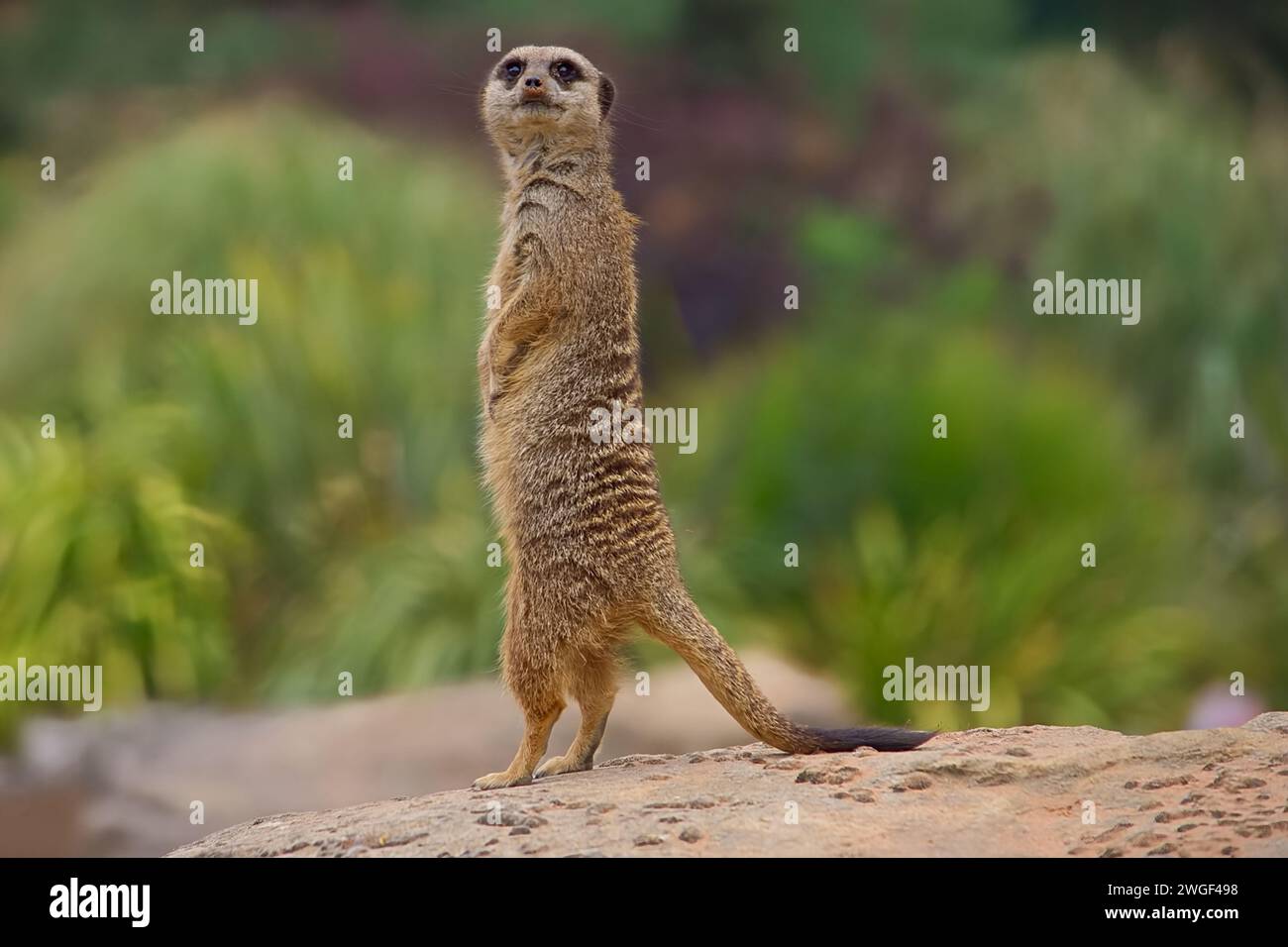 Ein wachsamer erwachsener Erdmännchen geht in die Höhe, um auf der Wache nach Raubtieren Ausschau zu halten. Stockfoto