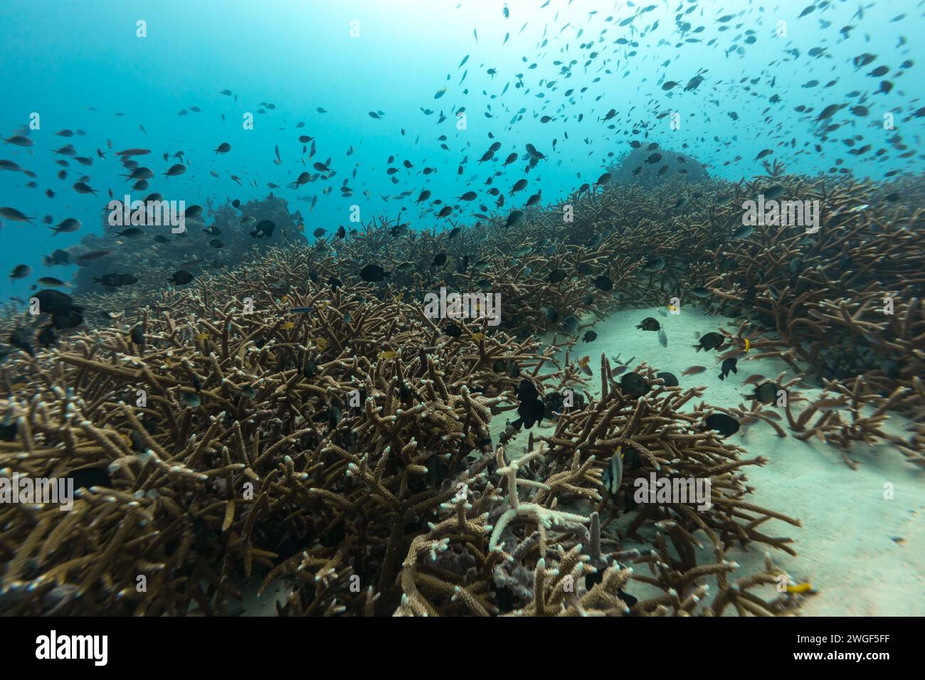 Winzige bunte Rifffische, Antias, schwimmen über wunderschönes gesundes Korallenriff in klarem blauem Wasser Stockfoto