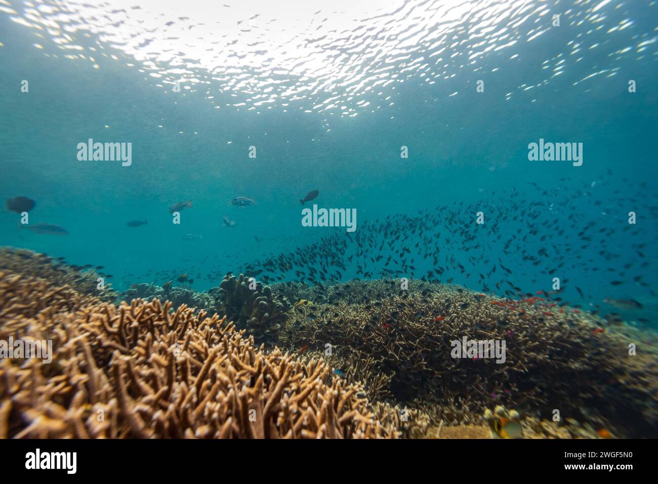 Eine große Schule farbenfroher Fische schwimmen über einer Mischung aus harten und weichen Korallen in einer tropischen Korallenrifflandschaft Stockfoto