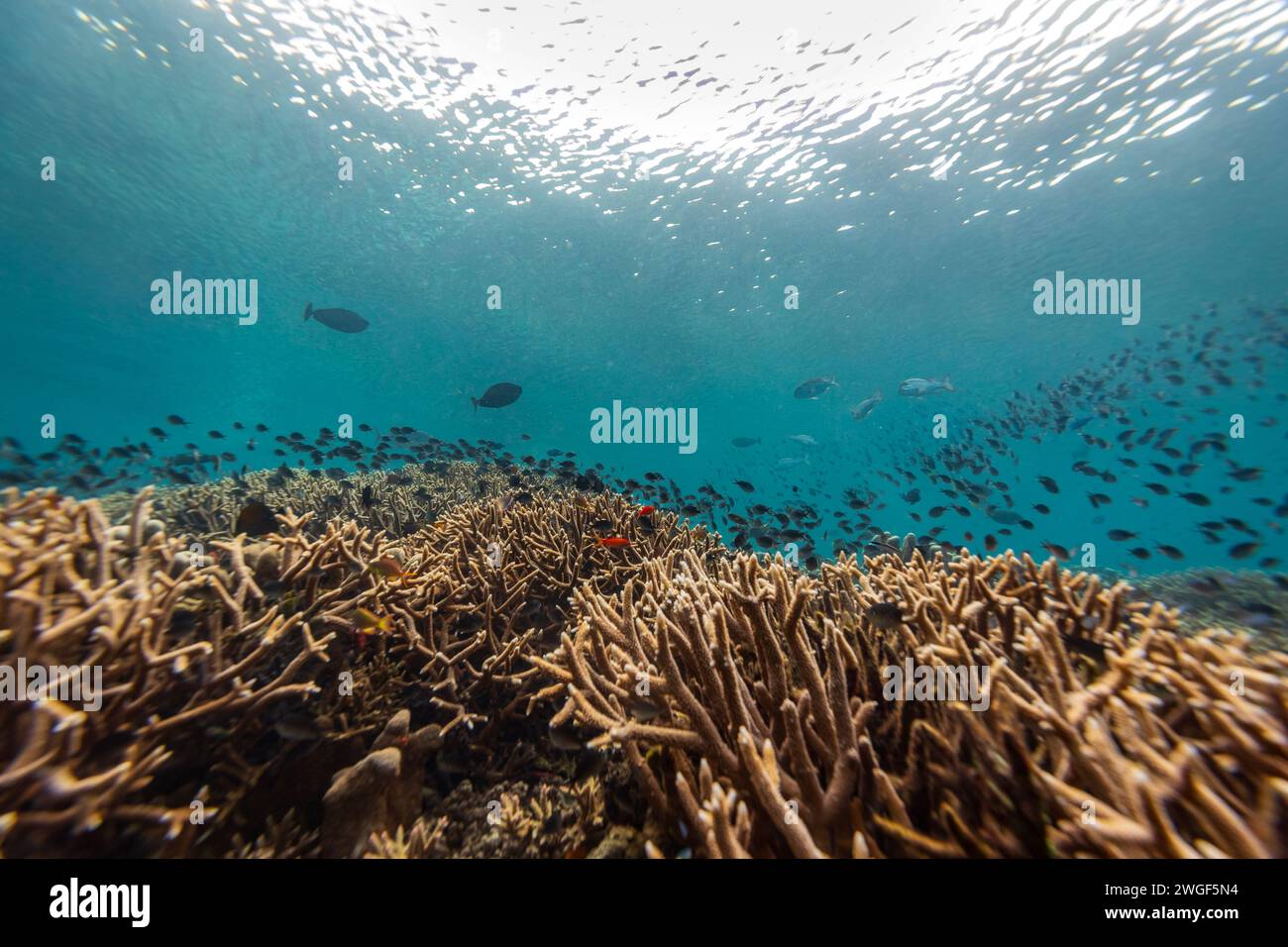 Eine große Schule farbenfroher Fische schwimmen über einer Mischung aus harten und weichen Korallen in einer tropischen Korallenrifflandschaft Stockfoto