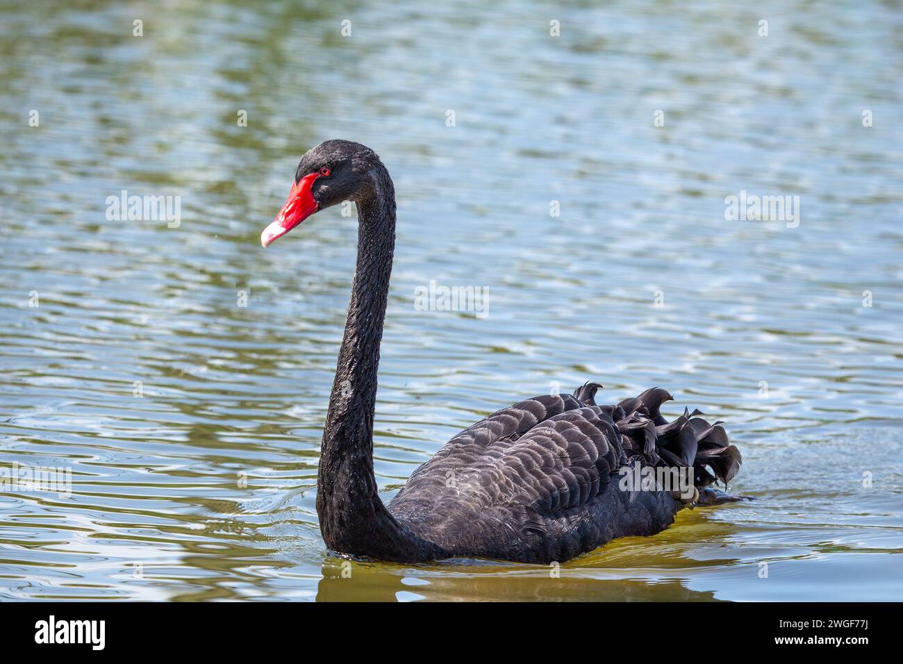 Der rätselhafte schwarze Schwan (Cygnus atratus) schmückt den El Retiro Park in Madrid. Ein fesselnder Anblick im Herzen der spanischen Schönheit. Stockfoto