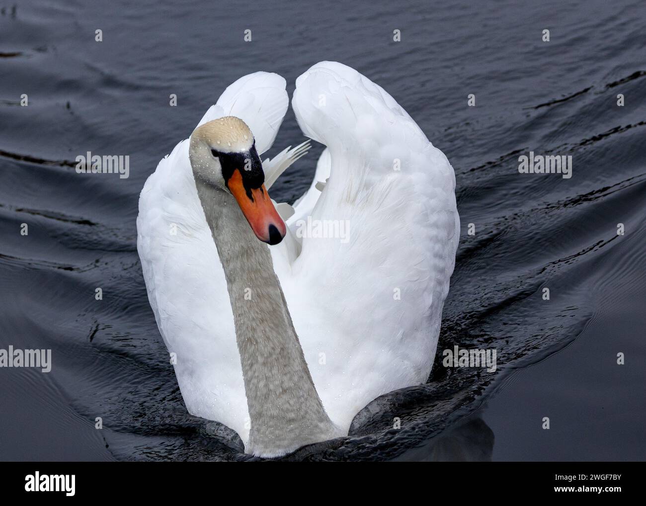 Eleganter weißer Schwan für Erwachsene (Cygnus olor) schmückt Dun Laoghaire, Dublin. Eine königliche Präsenz inmitten der ruhigen Schönheit irischer Landschaften. Stockfoto