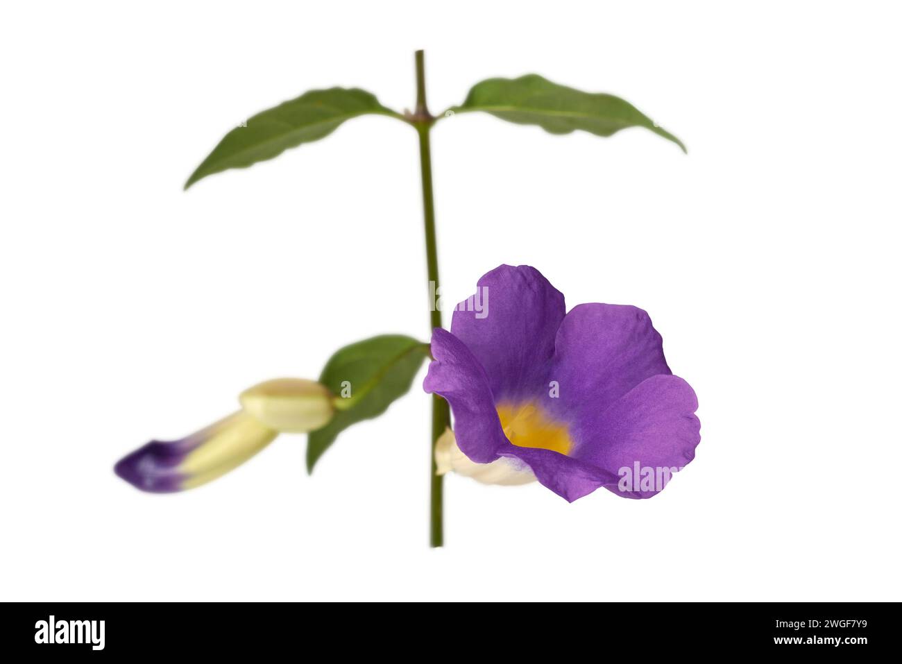 Himmelsfeines Pflanzenlaub mit violetter oder lavendelblauer Blume, Thunbergia grandiflora, auch bekannt als Uhrenrebe, blaue Trompetenrebe oder Himmelsblume, selektiver Fokus Stockfoto