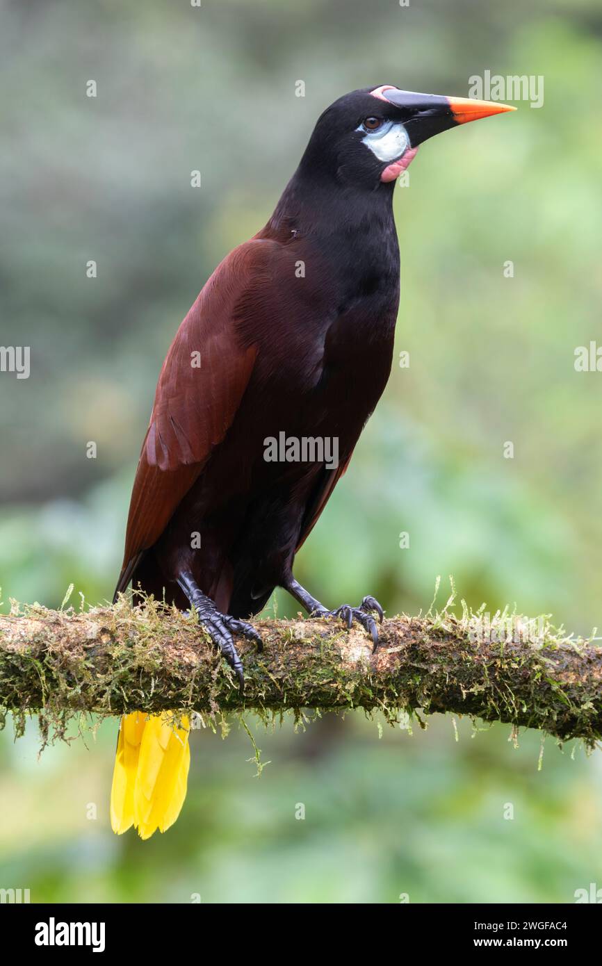 Montezuma Oropendola (Psarocolius montezuma) in La Laguna del Lagarto Lodge, Boca Tapada, San Carlos, Costa Rica Stockfoto